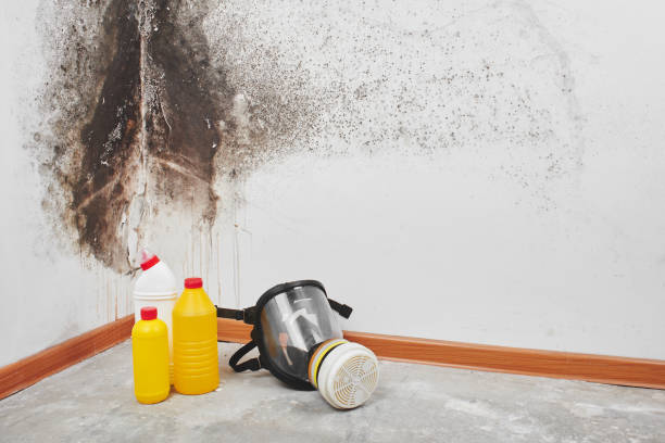 Best Attic Mold Removal  in Buffalo, SC