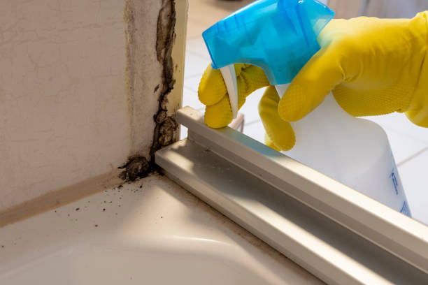 Best Office Mold Removal Services  in Buffalo, SC