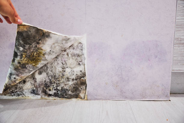 Best Local Mold Removal Service  in Buffalo, SC